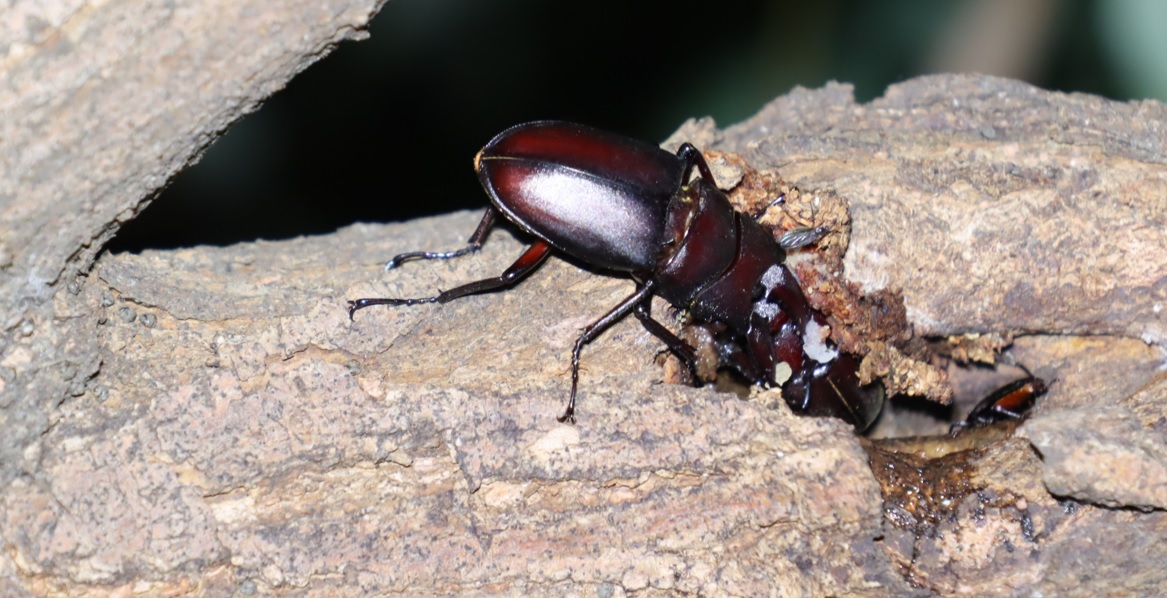 ノコギリクワガタのペア_枝先のヤナギ_ヤナギ林_2023年5月30日19時45分 気温20.3度